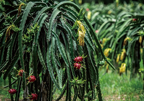 植物由来へのこだわり